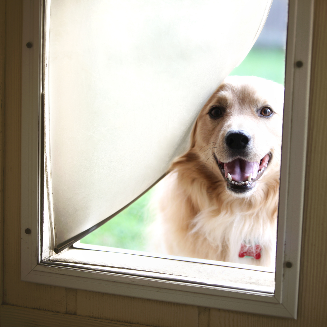 Doggie Door